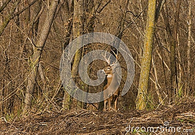 Whitetail Deer Stock Photo