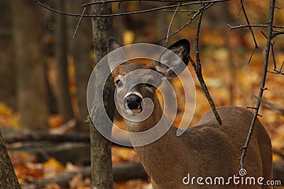 Whitetail Deer Stock Photo