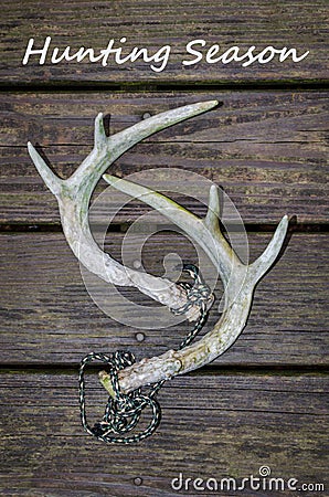 Whitetail deer antlers for rattling antlers with Hunting Season text. Stock Photo