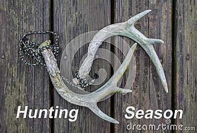 Whitetail deer antlers for rattling antlers with Hunting Season text. Stock Photo