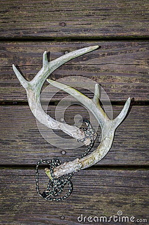 Whitetail deer antlers for rattling antlers Stock Photo