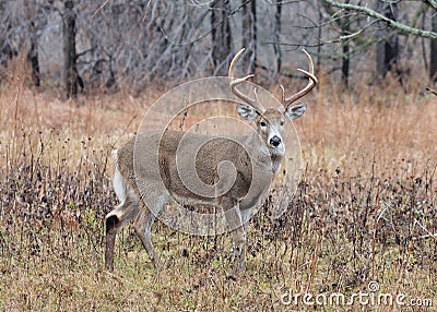 Whitetail Deer Buck Stock Photo