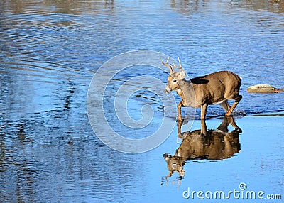 Whitetail Deer Buck Stock Photo