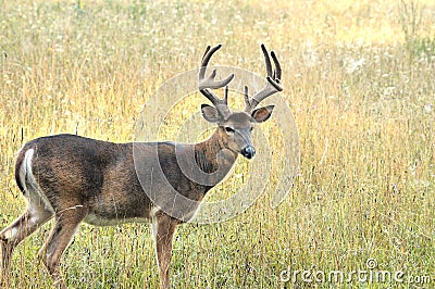 Whitetail Deer Buck Stock Photo