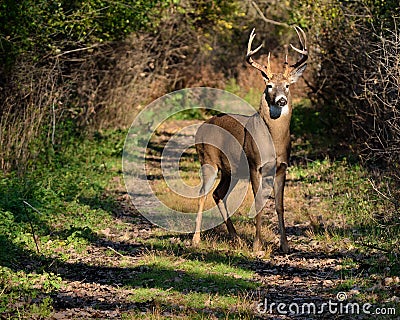 Whitetail Deer Buck Stock Photo