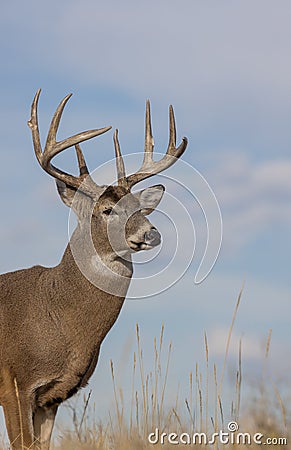 Whitetail Deer Buck in Autumn in Colorado Stock Photo
