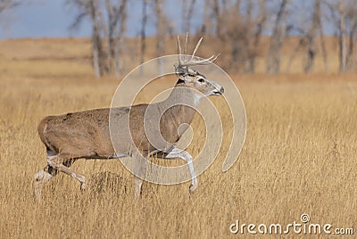 Whitetail Deer Buck in Autumn in Colorado Stock Photo