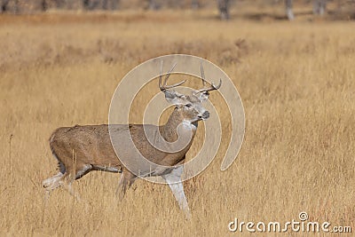 Whitetail Deer Buck in Autumn in Colorado Stock Photo