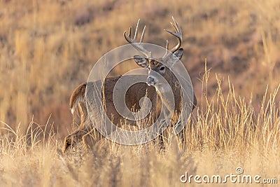 Whitetail Deer Buck in Autumn in Colorado Stock Photo