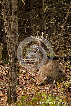 Whitetail Deer Buck Bedded During Fall Rut Stock Photo