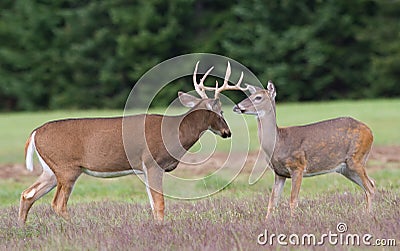 Whitetail Deer Buck and Doe Stock Photo
