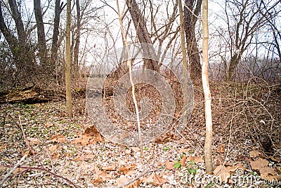 Whitetail Deer Buck Rub on Tree Stock Photo