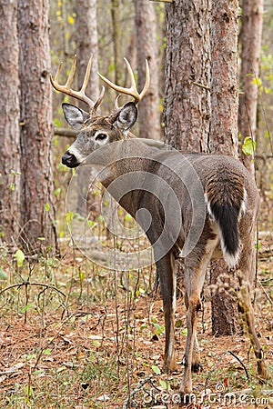 Whitetail Deer Buck Rut Stock Photo