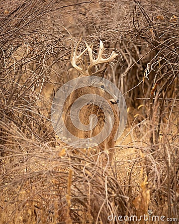 Whitetail Deer Buck is shown standing in thick cover during hunting season Stock Photo