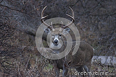 Whitetail Deer Buck Stock Photo