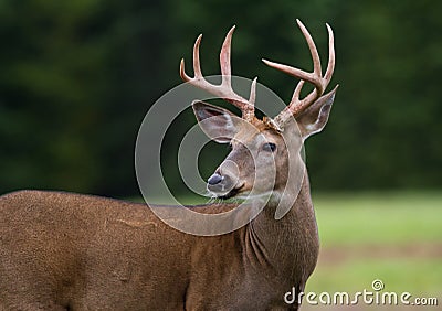 Whitetail Deer Buck Stock Photo