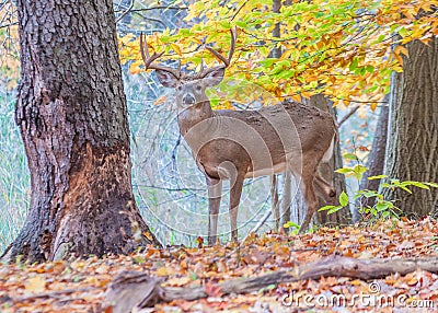 Whitetail Deer Buck Stock Photo