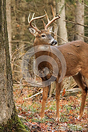 Whitetail Deer Buck Stock Photo