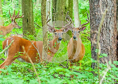 Whitetail Deer Buck In Velvet Stock Photo