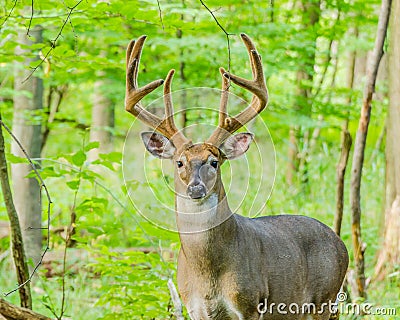 Whitetail Deer Buck In Velvet Stock Photo