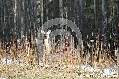 Whitetail deer doe Stock Photo