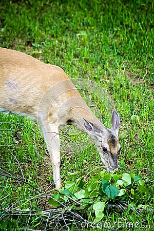 Whitetail Deer Doe Feeding Stock Photo