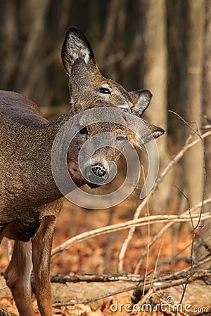 Whitetail Deer Doe and Fawn Grooming Stock Photo