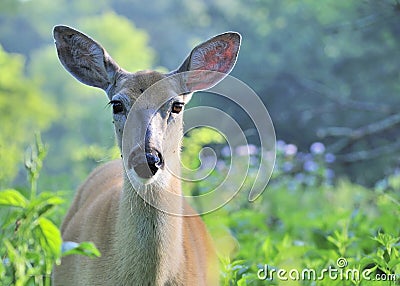 Whitetail Deer Doe With Mosquitoes Stock Photo