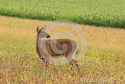 Whitetail Deer Doe Stands in a Bean Field Stock Photo