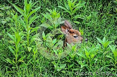 Whitetail Deer Fawn Hiding in Tall Grass (vignette) Stock Photo