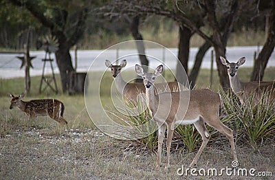 Whitetail Deer Graze Stock Photo