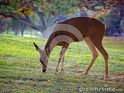 Whitetail deer grazing Stock Photo