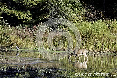 Whitetail deer and a great blue heron in a pond. Stock Photo