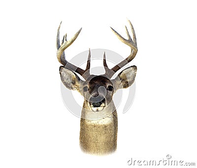 Whitetail Deer Head Isolated Stock Photo