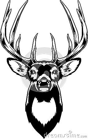 Whitetail Deer Head Vector Illustration