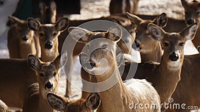 Whitetail Deer Herd Stock Photo