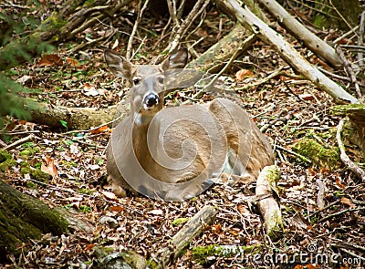 Whitetail Deer in Quiet Forest Tongue in Cheek Stock Photo