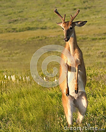 Whitetail deer ready to battle Stock Photo