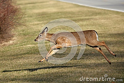 Whitetail Deer Running Stock Photo