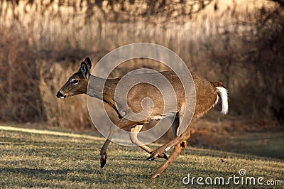 Whitetail Deer Running Stock Photo