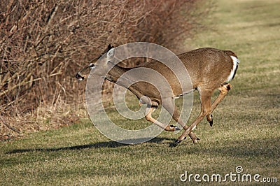 Whitetail Deer Running Stock Photo