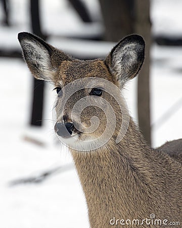 Whitetail Deer in the snow Stock Photo