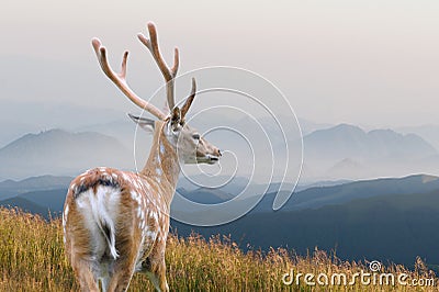 Whitetail Deer Stock Photo