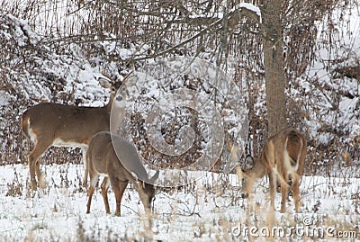 Whitetail deer standing in the snow in the woods Stock Photo