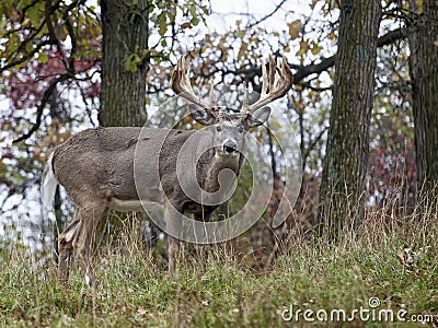 Whitetail deer Stock Photo