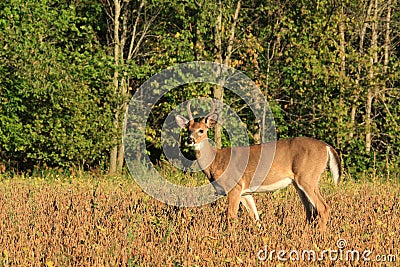 Whitetail Deer Velvet Buck Stands in a Bean Field Stock Photo