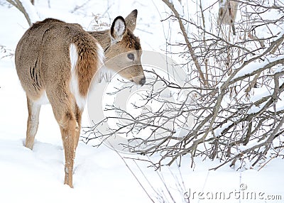 Whitetail Deer Yearling Stock Photo