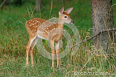 Whitetail Fawn Stock Photo