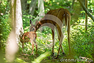 Whitetail fawn with mother in woods Stock Photo