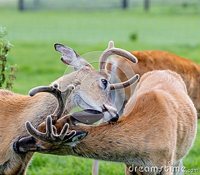 Whitetail stags preening. Discovery wildlife Park, Innisfail, Alberta, Canada Stock Photo